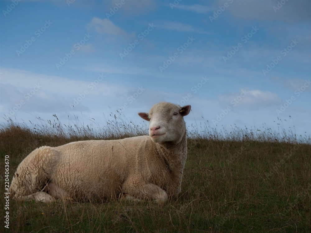 Fototapeta premium White sheep resting in open grassland beneath a blue and cloudy sky in a peaceful rural countryside setting.