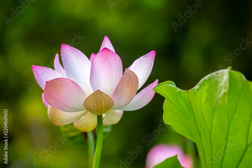 Lotus pond. Water lily close up. Sacred lotus flower in Buddhism. Calmness and tranquility. Spa treatments, yoga, meditation. Tropical nature.