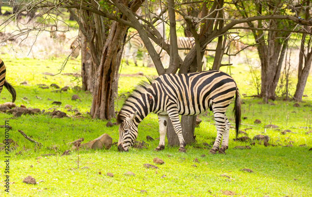 Fototapeta premium Zebras walking in a green meadow and eating grass. African zebras in the savannah. Wild animals in their natural habitat.