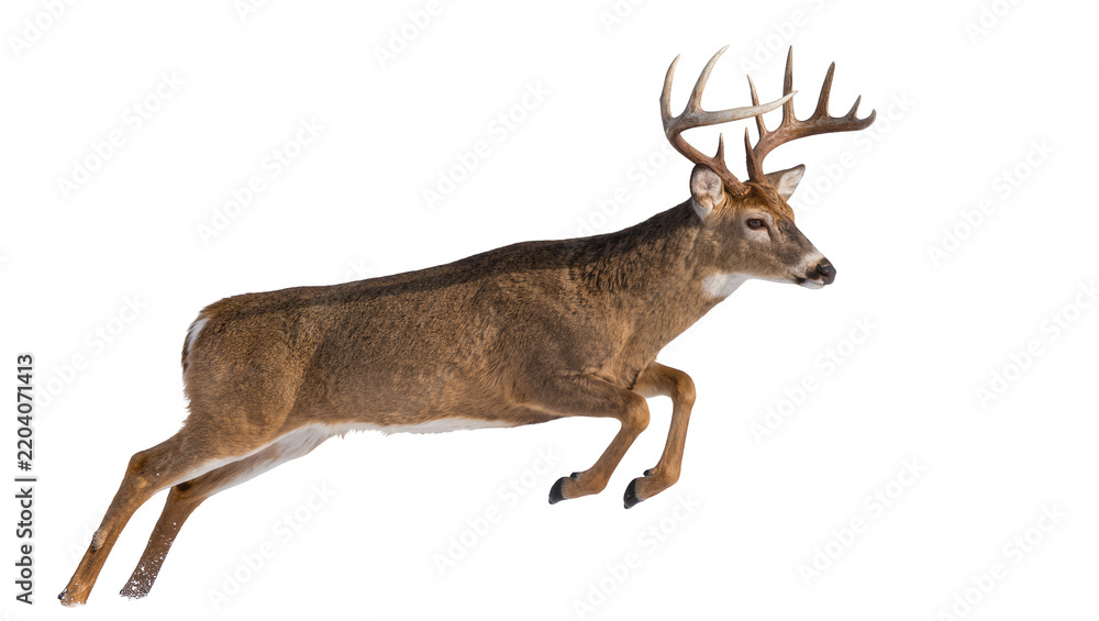 Obraz premium Majestic buck deer with large antlers leaping, isolated on transparent background