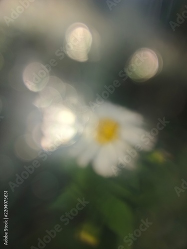 Dreamy abstract background with a blurry white daisy flower and beautiful soft sun flares bokeh.