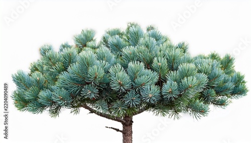 picea pungens colorado blue green spruce evergreen pinaceae needled tree isolated on a white background premium cutout