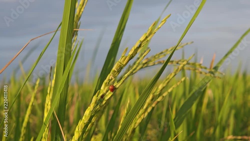 Ladybug crawling on a green rice plant panicle in a paddy field.