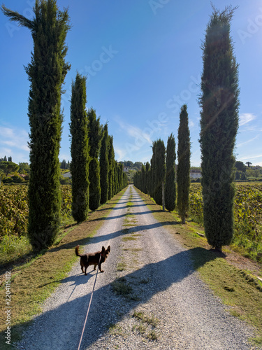 cane aspetta la padrona lungo il viale alberato