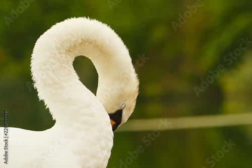 Canvastavla Mute swan preening its breast feathers, with its long neck forming a graceful cu