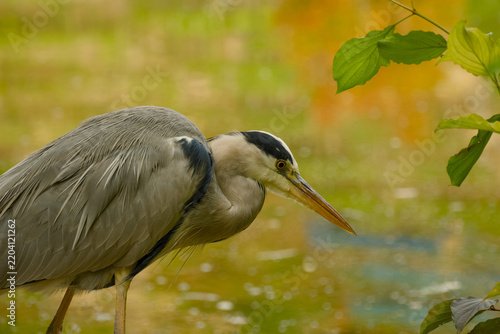 Foto Grey heron standing at the water’s edge with its neck slightly lowered against softly blurred golden and green reflections on the water