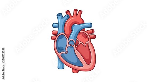 Vector illustration of anatomica heart