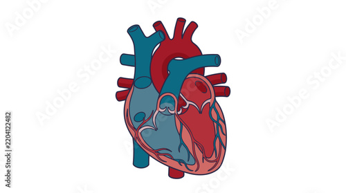 Vector illustration of anatomica heart