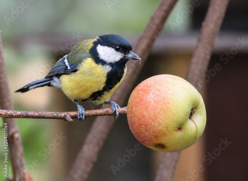 Cuadro en lienzo Great tit pecking at an apple on a tree branch