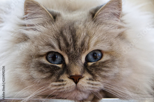 close up of a persian cat