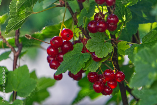 red currant bush