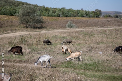 A herd of goats grazing in a dry autumn field during a sunny daylight landscape in the countryside