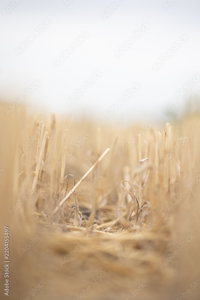 Obraz premium Close up view of harvested wheat stubble in a field after the harvest season on a summer day