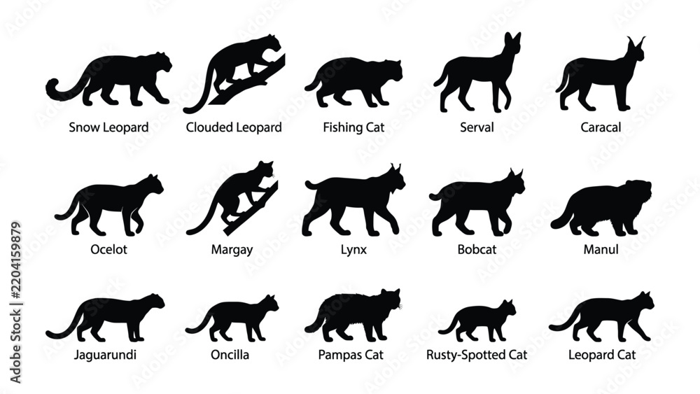 Fototapeta premium Wild Cat Silhouettes: A comprehensive collection of black silhouettes showcasing various wild cat species, illustrating their unique forms and poses.