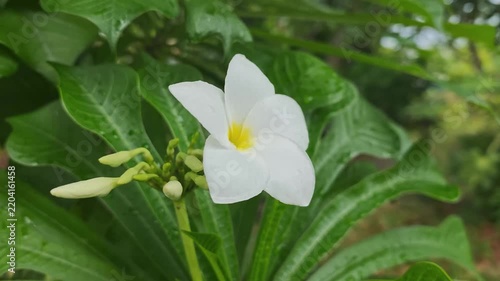 Close-up of a blooming white plumeria flower with green leaves.