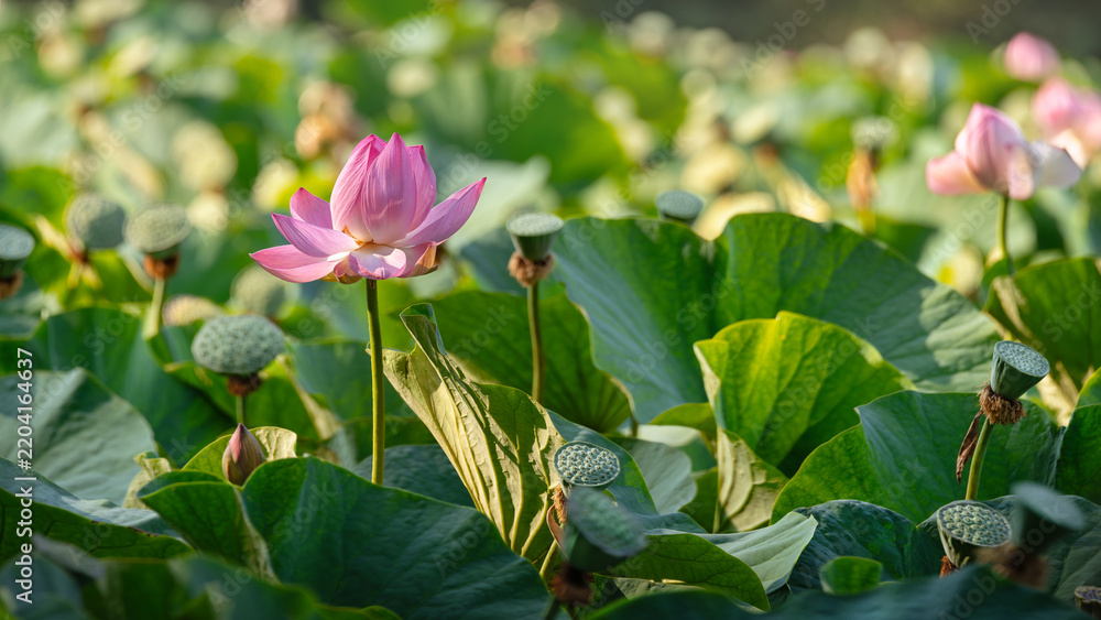Obraz premium Pink lotus flower blooming in lake among green leaves