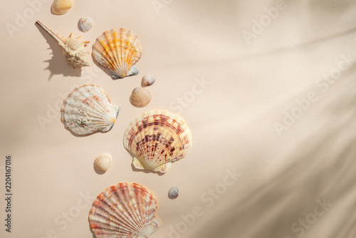 Sea shells on sand beige background with tropical palm leaf shadows