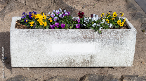 Yellow, purple, white and burgundy pansies bloom in a weathered rectangular concrete planter outdoors, creating a bright decorative floral arrangement with blank label space