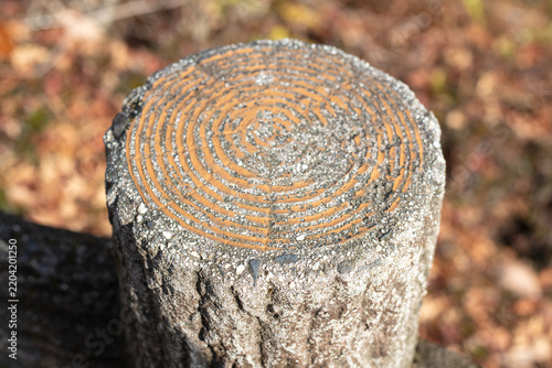 Close-up of a weathered concrete post decorated with orange concentric lines resembling tree growth rings, surrounded by softly blurred autumn foliage in an outdoor park
