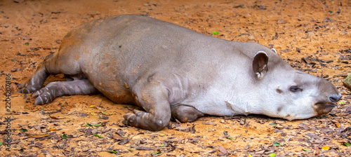 Close-up of a tapir. Young tapirs resting on sandy ground. A portrait of rare mammals, wildlife and rare species conservation.