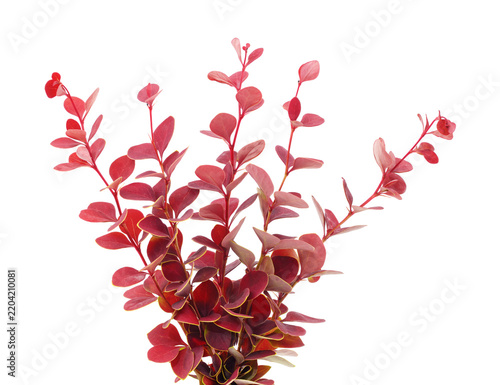 Red barberry branches isolated on a white background.