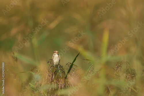 Red-backed shrike