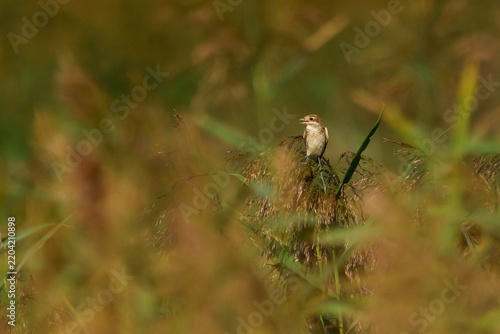 Red-backed shrike