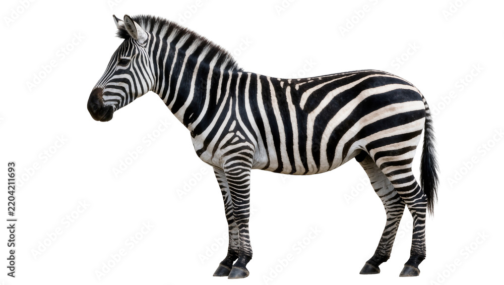 Fototapeta premium Full body zebra with black and white stripes, isolated on transparent background