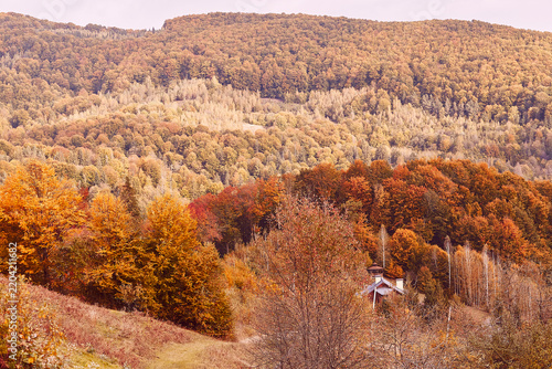  Golden fall forest mountain colorful landscape. Fall season Carpathian forest mountain landscape.