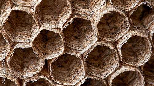 Close up macro texture of a dried paper wasp nest showing empty hexagonal cells