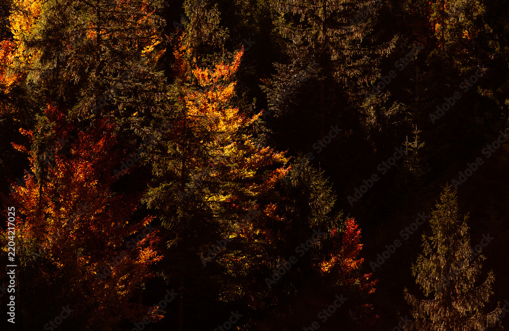 Obraz premium amazing autumn landscape with colorful trees