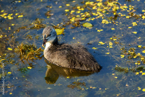 Eurasian Coot