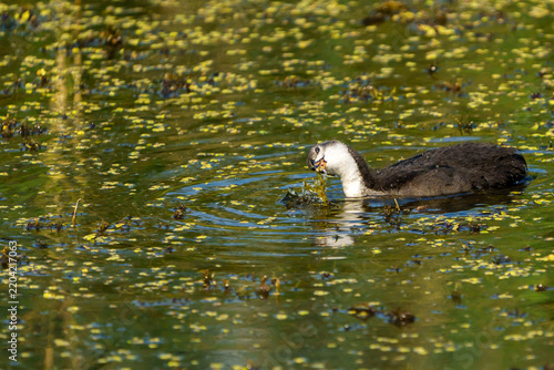 Eurasian Coot