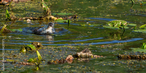 Eurasian Coot