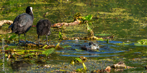Eurasian Coot