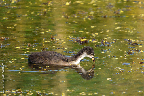 Eurasian Coot