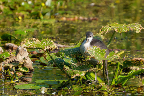 Eurasian Coot