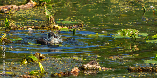 Eurasian Coot