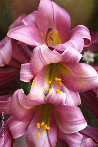 Fotografie Pink lillies in full bloom