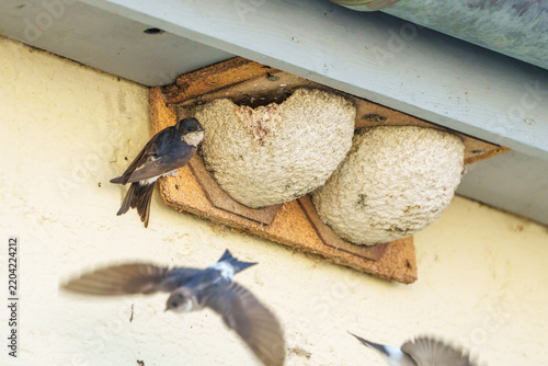 swallows