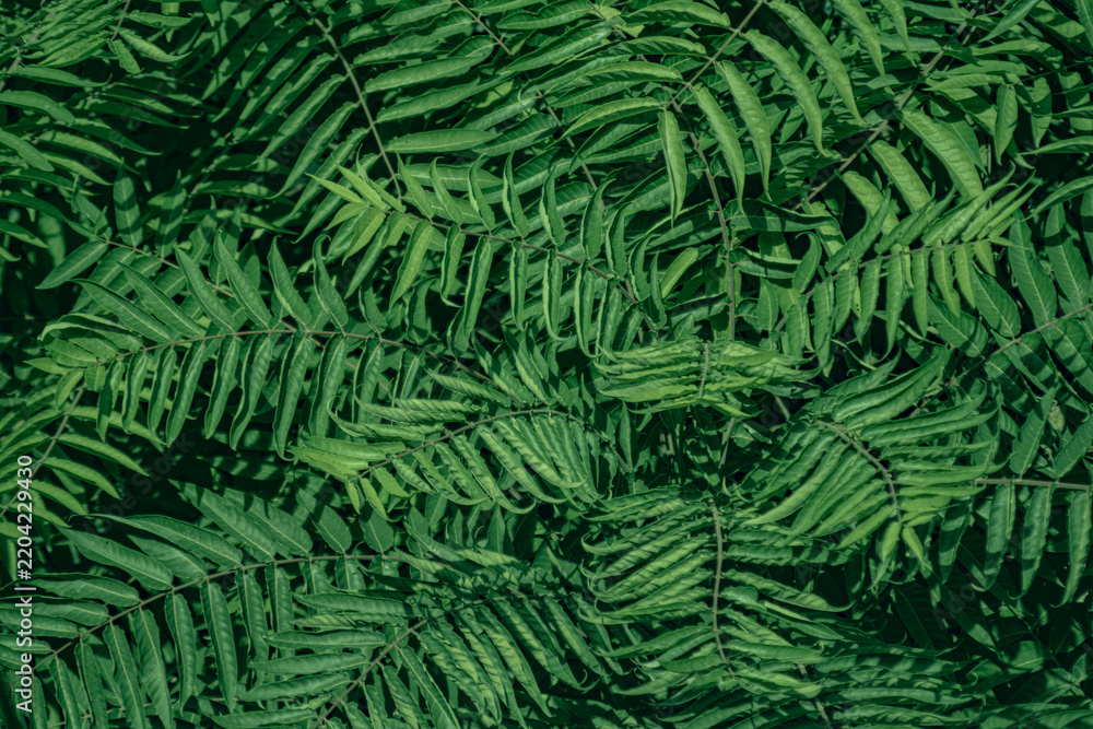 Fototapeta premium Dense lush green sumac leaves filling the frame. This vibrant botanical image is perfect for backgrounds, environmental designs, and nature-themed editorial content.