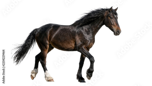 Obraz na plátne Dark brown horse with white socks trotting gracefully, isolated on transparent b