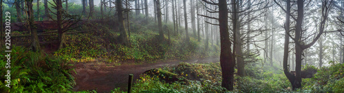 Beautiful wide panoramic view of a hiking trail in a mysterious misty green forest at sunrise