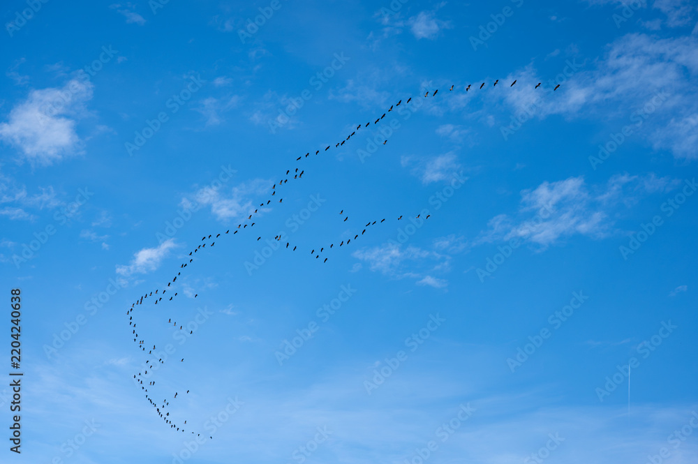 Obraz premium Flock of migrating cranes flying in V-formation across blue cloudy sky