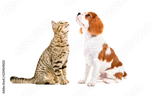 Funny Scottish Straight cat and Spaniel puppy sitting  together, looking up, side view, isolated on white background