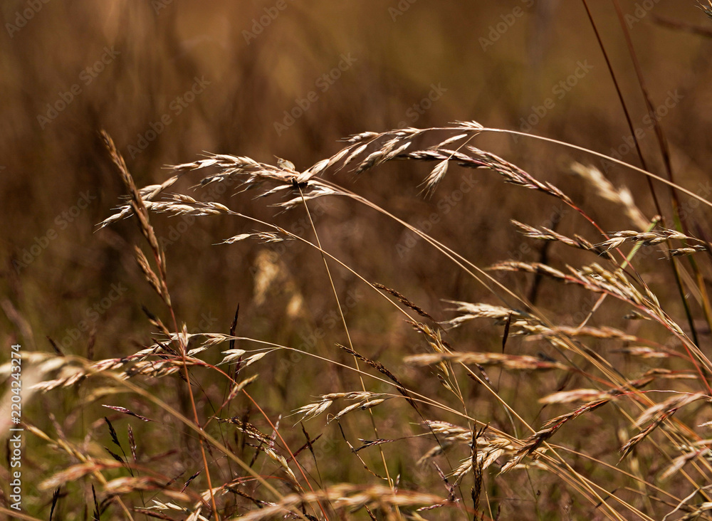 Fototapeta premium ears of wheat