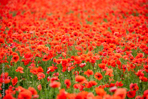 Vibrant Red Poppy Flowers Landscape
