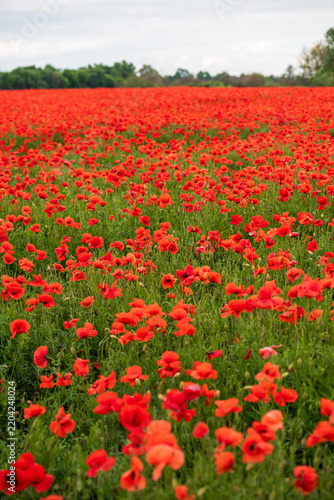 Vibrant Red Poppy Flowers Landscape