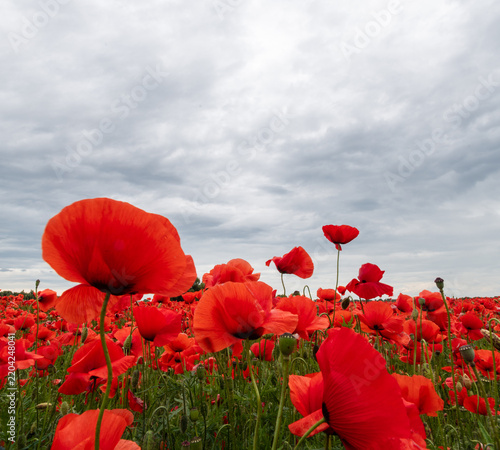 Field of Poppies Under Dramatic Cloudy Sky