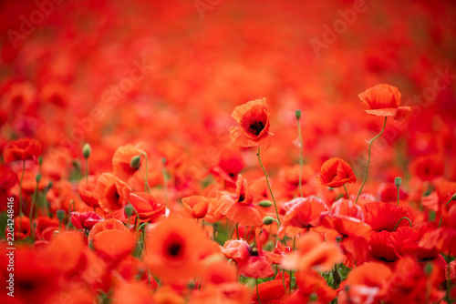 Vibrant Red Poppy Flowers Landscape